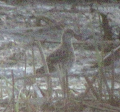 Calidris pugnax