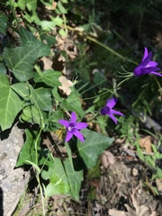 Campanula lusitanica