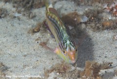Suezichthys arquatus