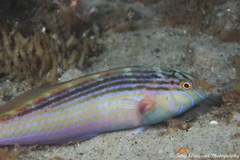 Suezichthys arquatus