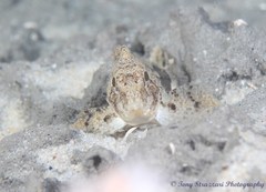 Centropogon australis