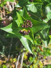 Vincetoxicum funebre, photograph Jacek Pietruszewski, CC BY, iNaturalist via GBIF