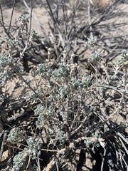 Artemisia spinescens