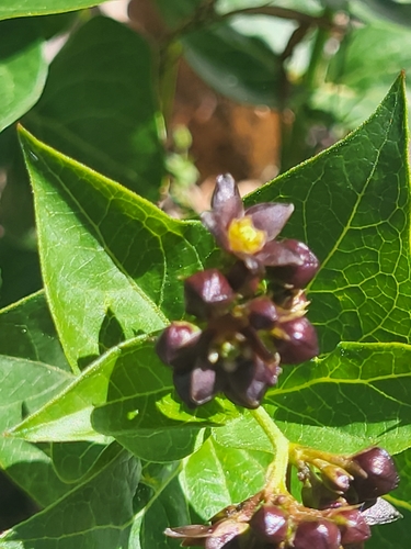 Vincetoxicum funebre, photograph 5