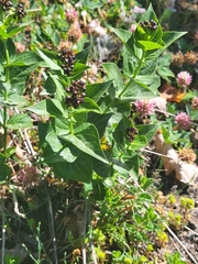 Vincetoxicum funebre, photograph Jacek Pietruszewski, CC BY, iNaturalist via GBIF