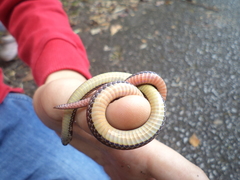 Macrocalamus chanardi