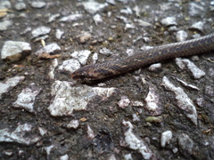 Macrocalamus chanardi