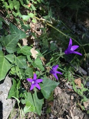 Campanula lusitanica
