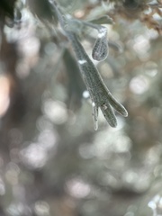 Artemisia tridentata tridentata