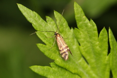 Nemophora ochsenheimerella