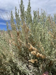 Artemisia tridentata tridentata