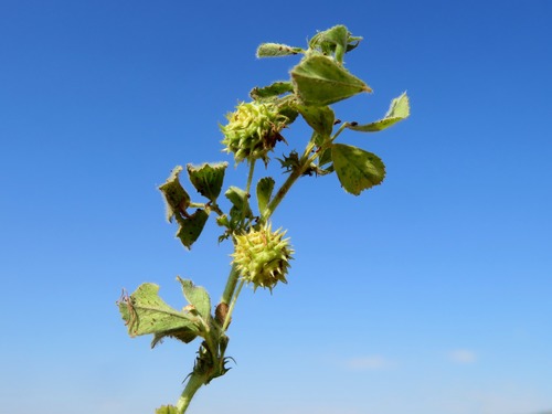 Medicago constricta