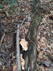Laetiporus sulphureus