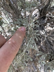 Artemisia tridentata tridentata