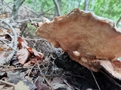 Laetiporus sulphureus