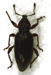 Gromilus exiguus