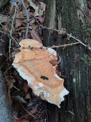 Laetiporus sulphureus
