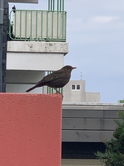 Turdus merula