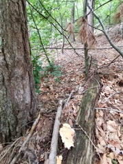 Laetiporus sulphureus