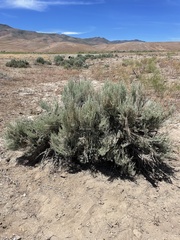 Artemisia tridentata tridentata