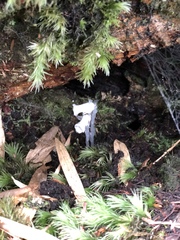 Monotropastrum humile