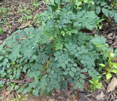 Tetrapleura chevalieri