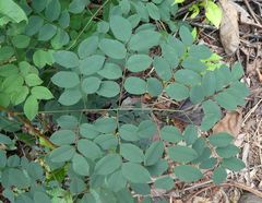 Tetrapleura chevalieri