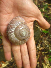 Ryssota