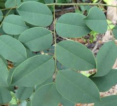 Tetrapleura chevalieri