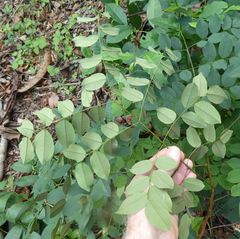 Tetrapleura chevalieri