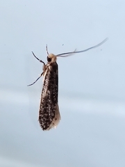 Eriocranioidea
