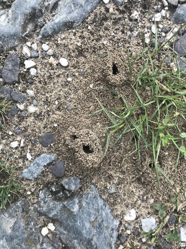 Opnokrilci (Hymenoptera)