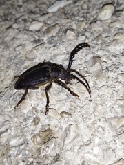 Prionus besikanus