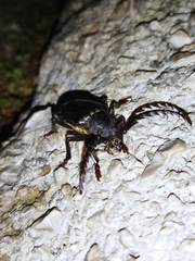Prionus besikanus