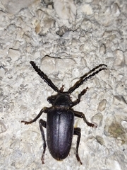 Prionus besikanus