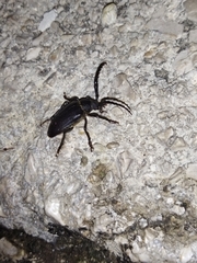 Prionus besikanus