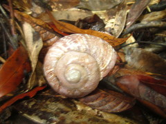 Ryssota