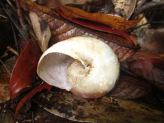 Ryssota