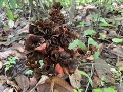 Cupania rufescens