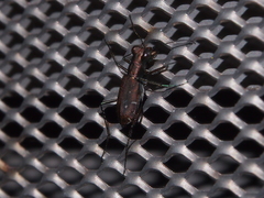 Cylindera fallaciosa