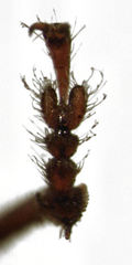 Gromilus exiguus