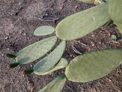 Opuntia ficus-indica
