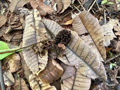 Cupania rufescens