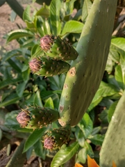 Opuntia ficus-indica