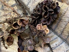 Cupania rufescens