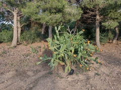 Opuntia ficus-indica