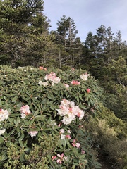 Rhododendron pseudochrysanthum