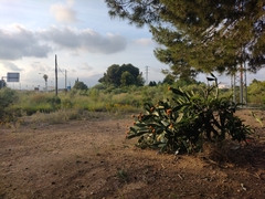 Opuntia ficus-indica