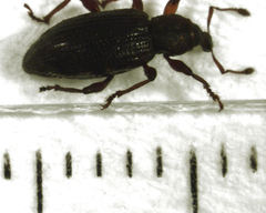 Gromilus exiguus