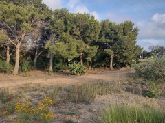 Opuntia ficus-indica